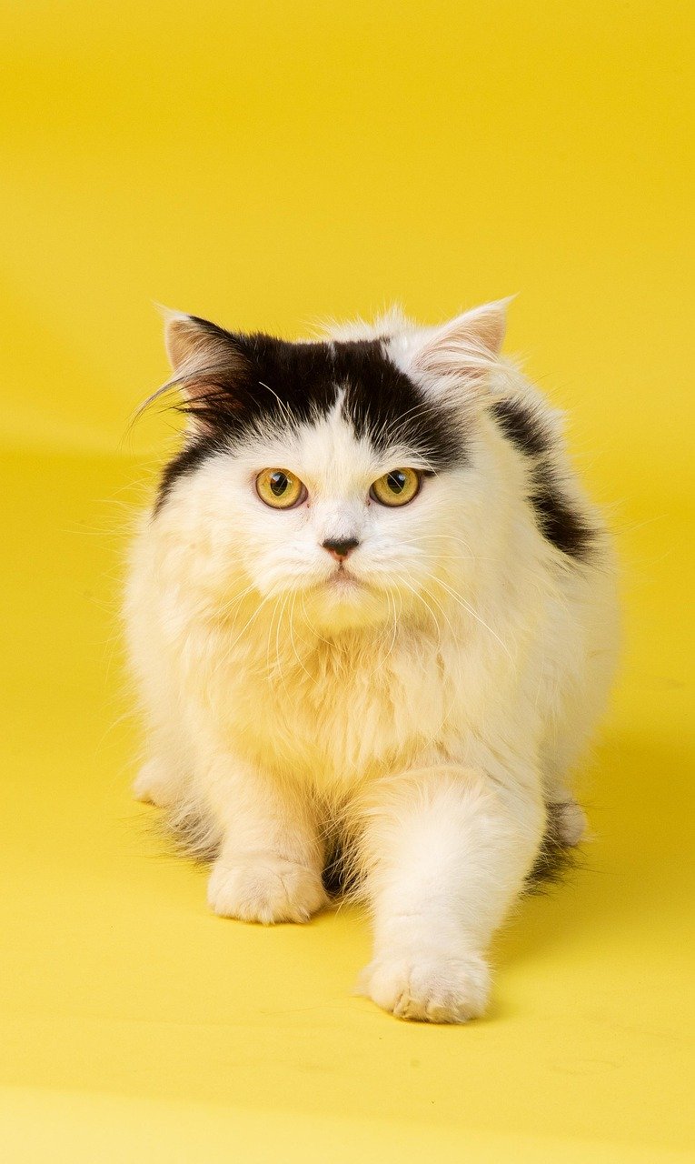 Persian: The Regal Beauty (image credits: pixabay)