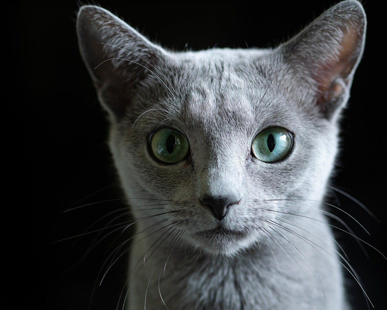 Russian Blue: The Shy Charmer (image credits: pixabay)
