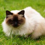 Himalayan: The Fluffy Friend