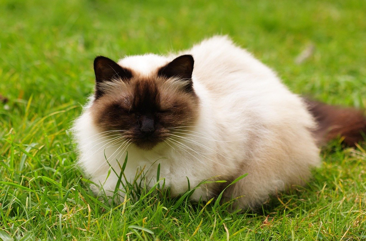 Himalayan: The Fluffy Friend (image credits: pixabay)