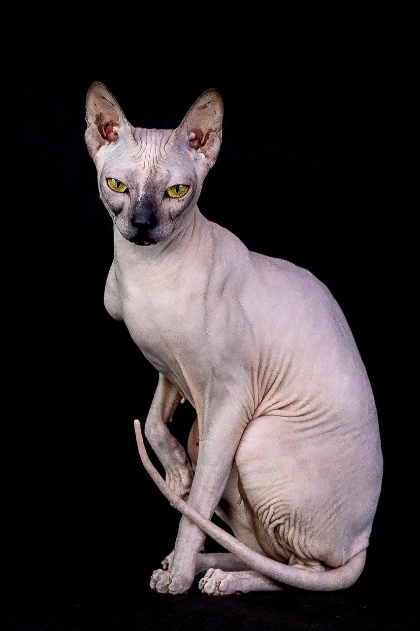 The Sphinx Pose (image credits: pixabay)