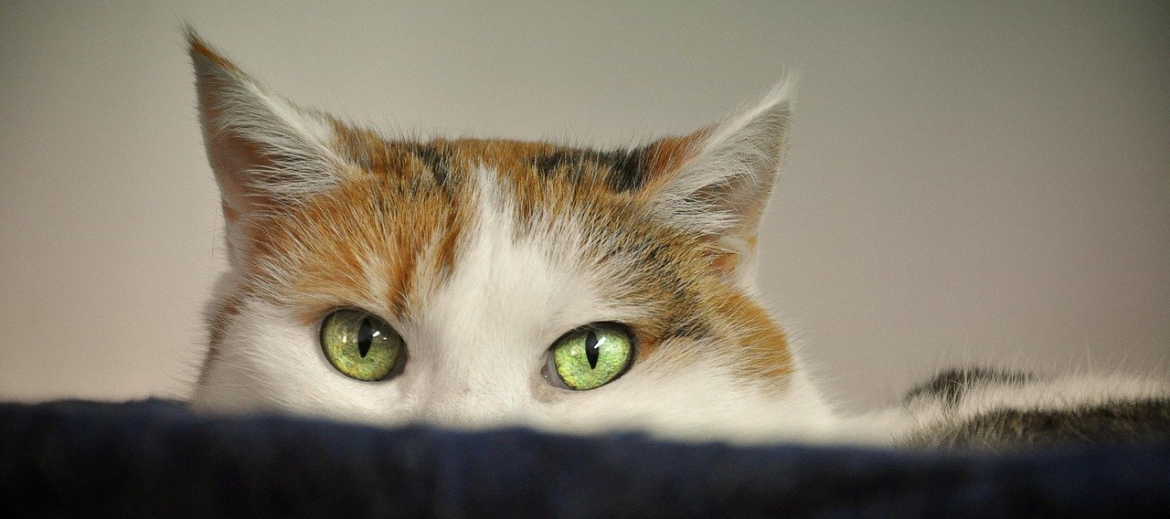 Using Positive Reinforcement (image credits: pixabay)