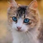 Gazing Into Your Eyes