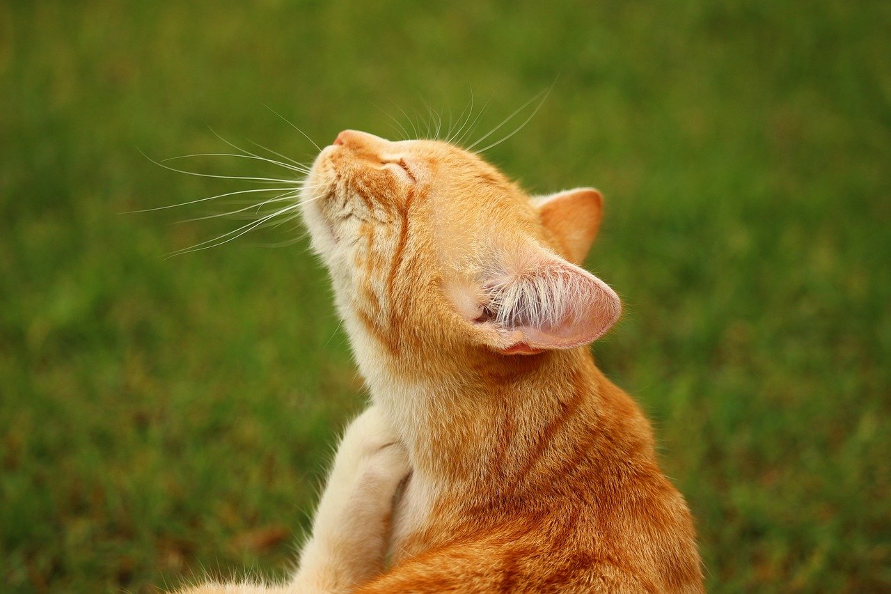 Gentle Chin Scratches (image credits: pixabay)