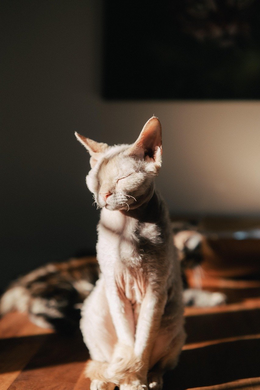 The Silent Shadow (image credits: pixabay)