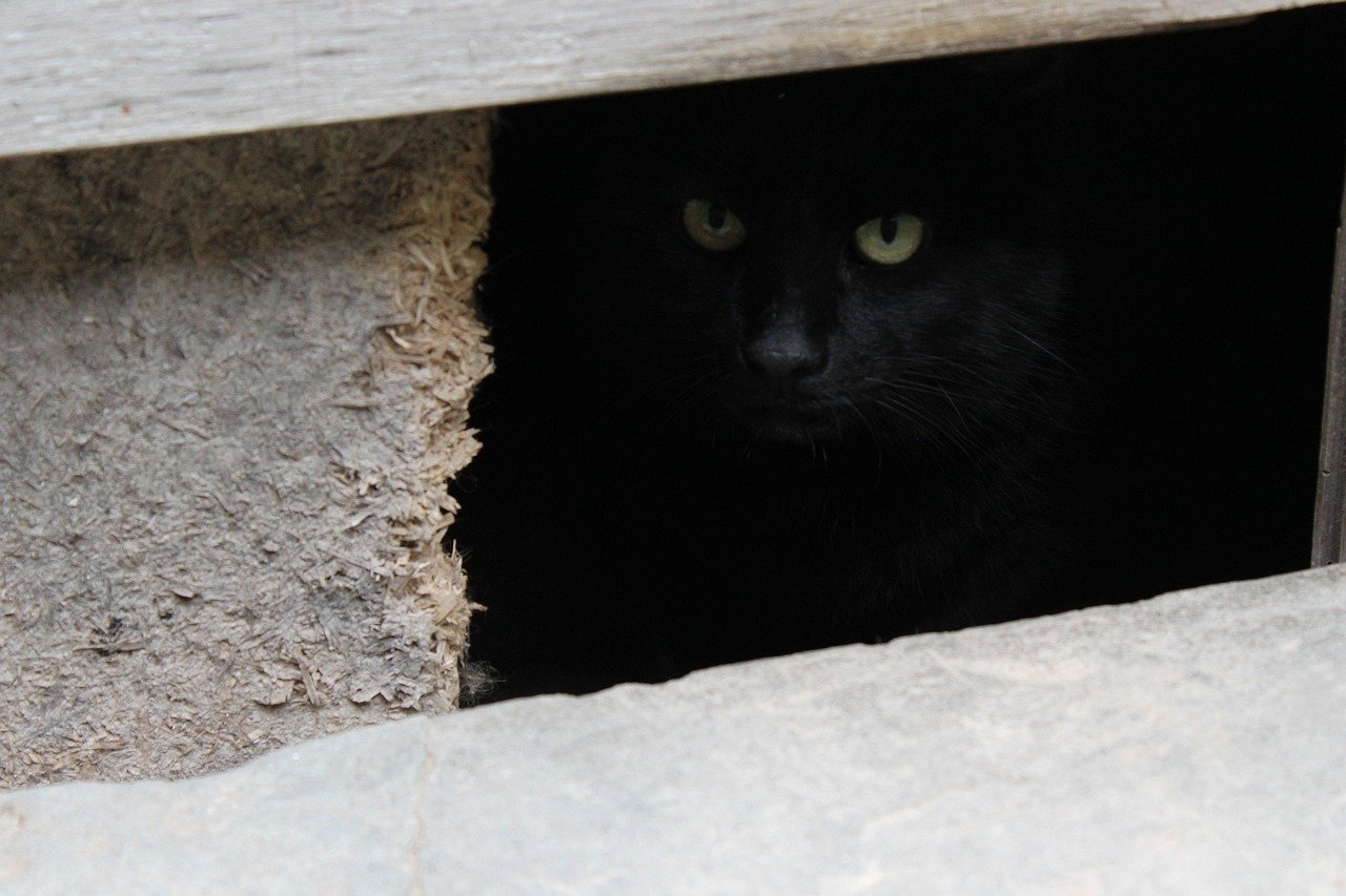 Hiding More Often (image credits: pixabay)