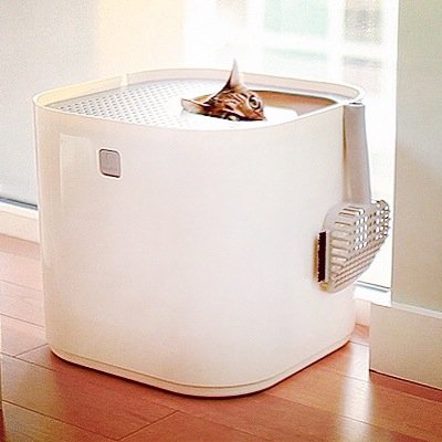 Changes in Litter Box Behavior (image credits: wikimedia)