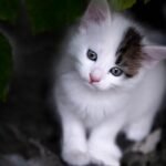 The Lasting Impact of Adoption