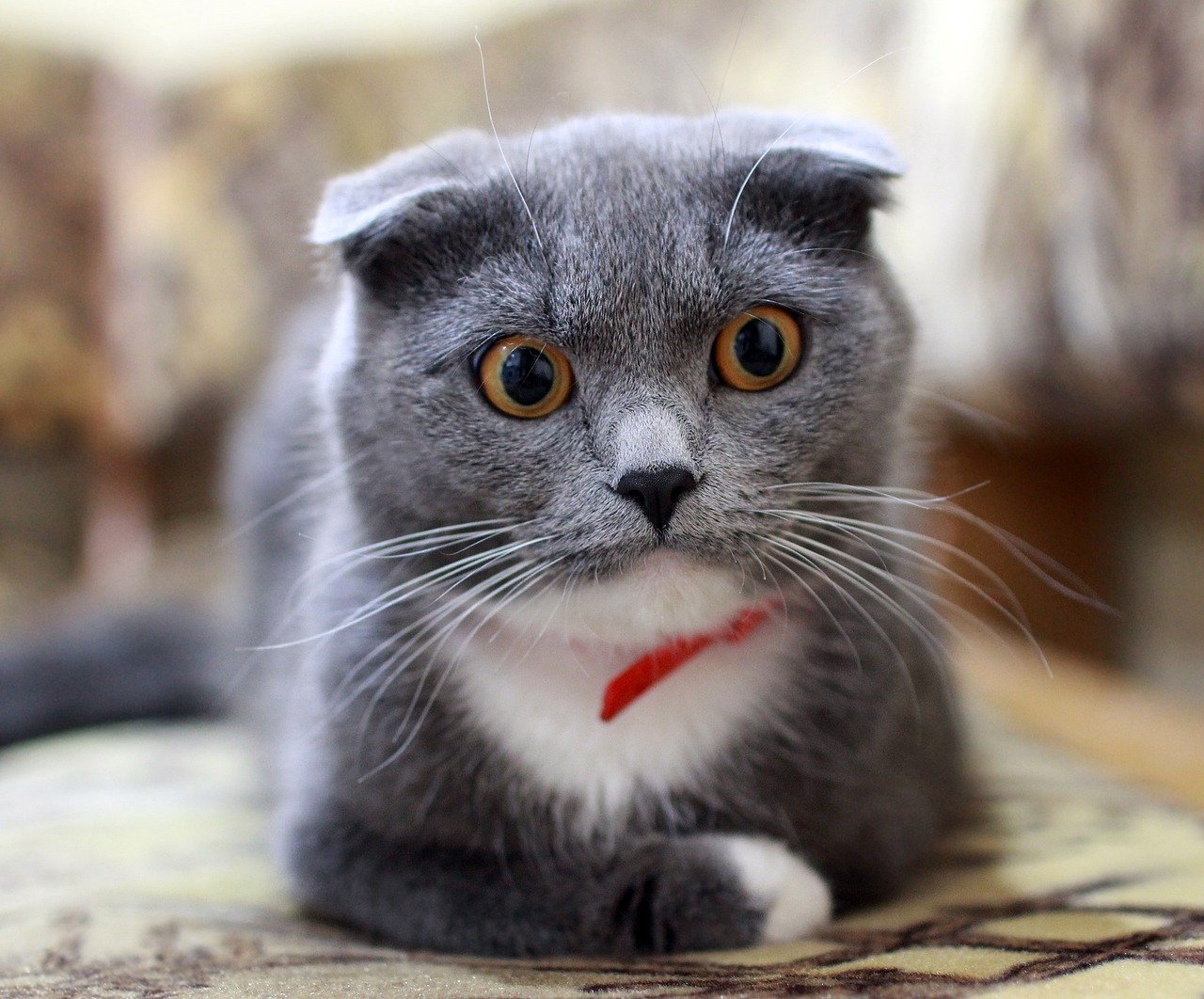 The Initial Shock: A Cat's Reaction to Change (image credits: pixabay)