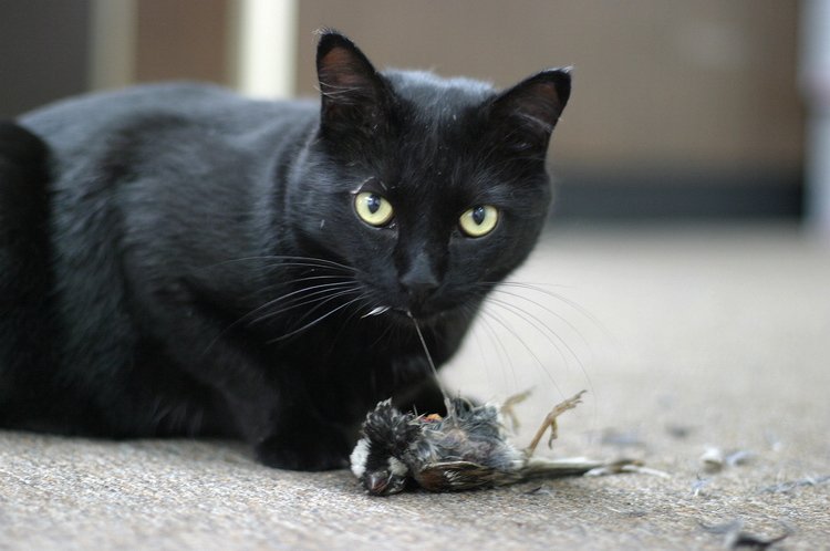 Changes in Appetite (image credits: wikimedia)