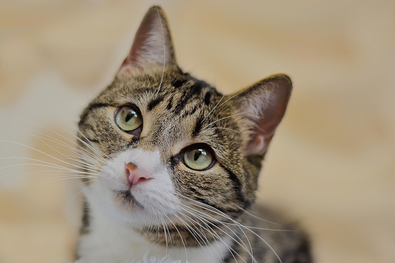 Decoding Your Cat's Stare (image credits: pixabay)