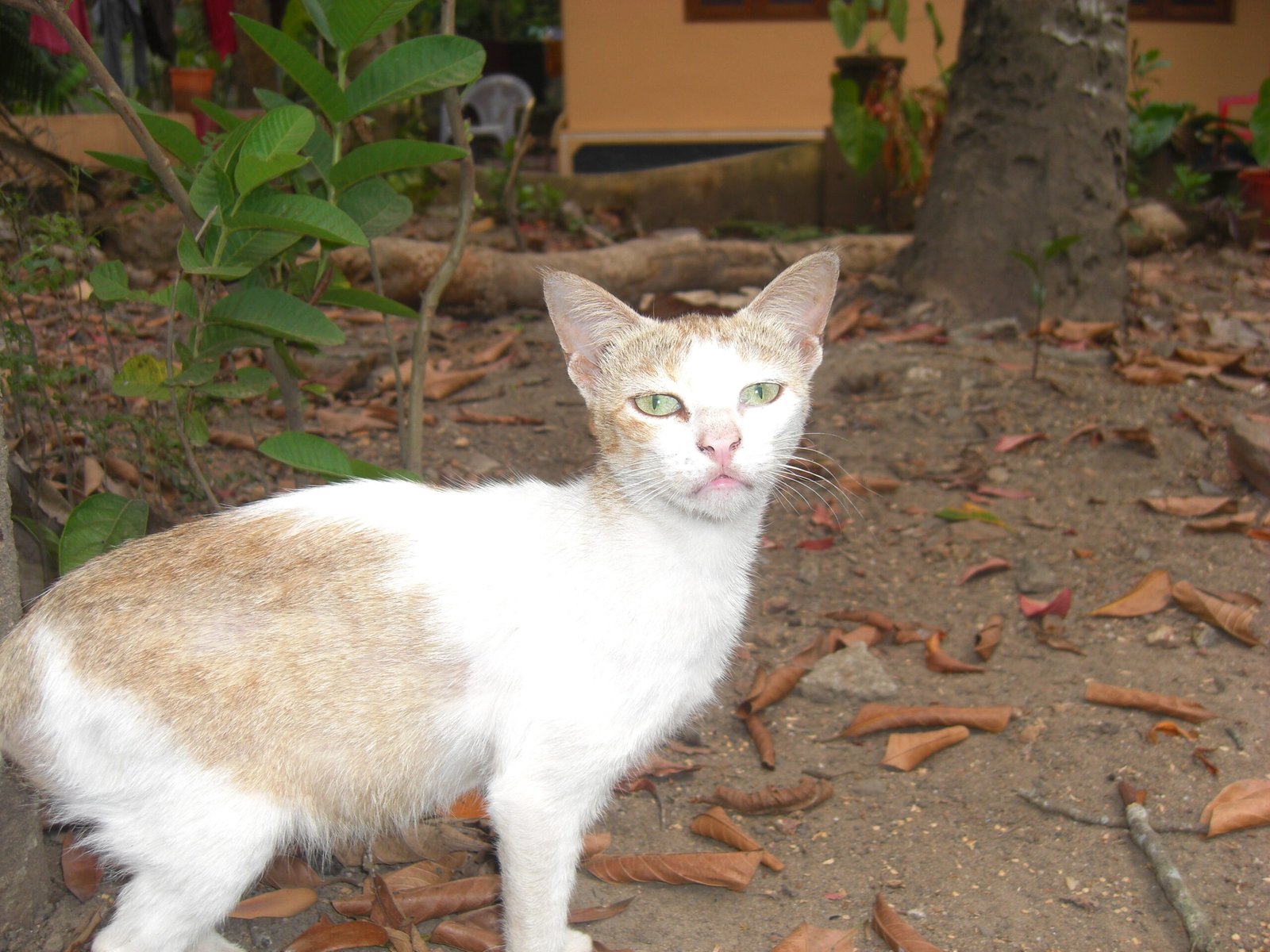 10. The Companionship of Silence (image credits: wikimedia)
