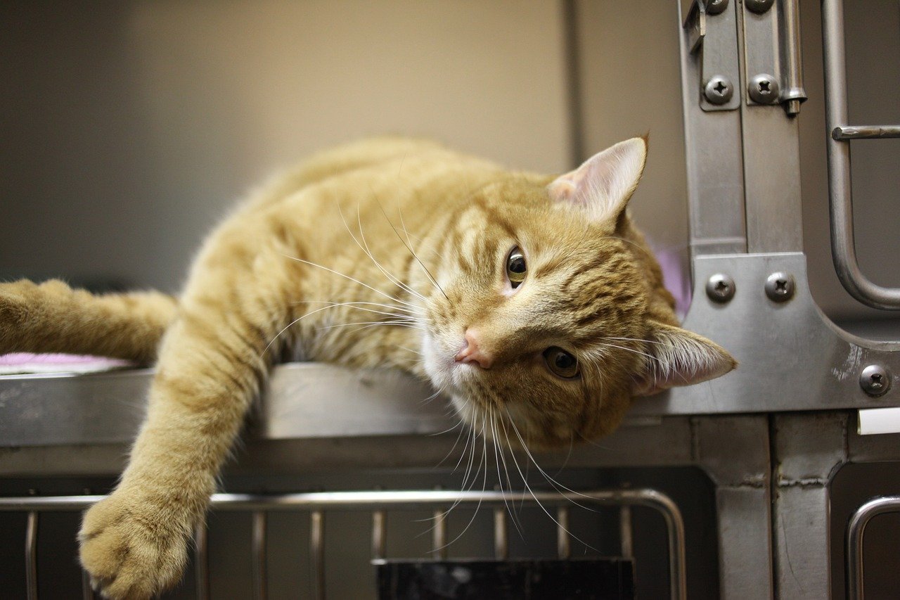Handling Visits to the Veterinarian (image credits: pixabay)