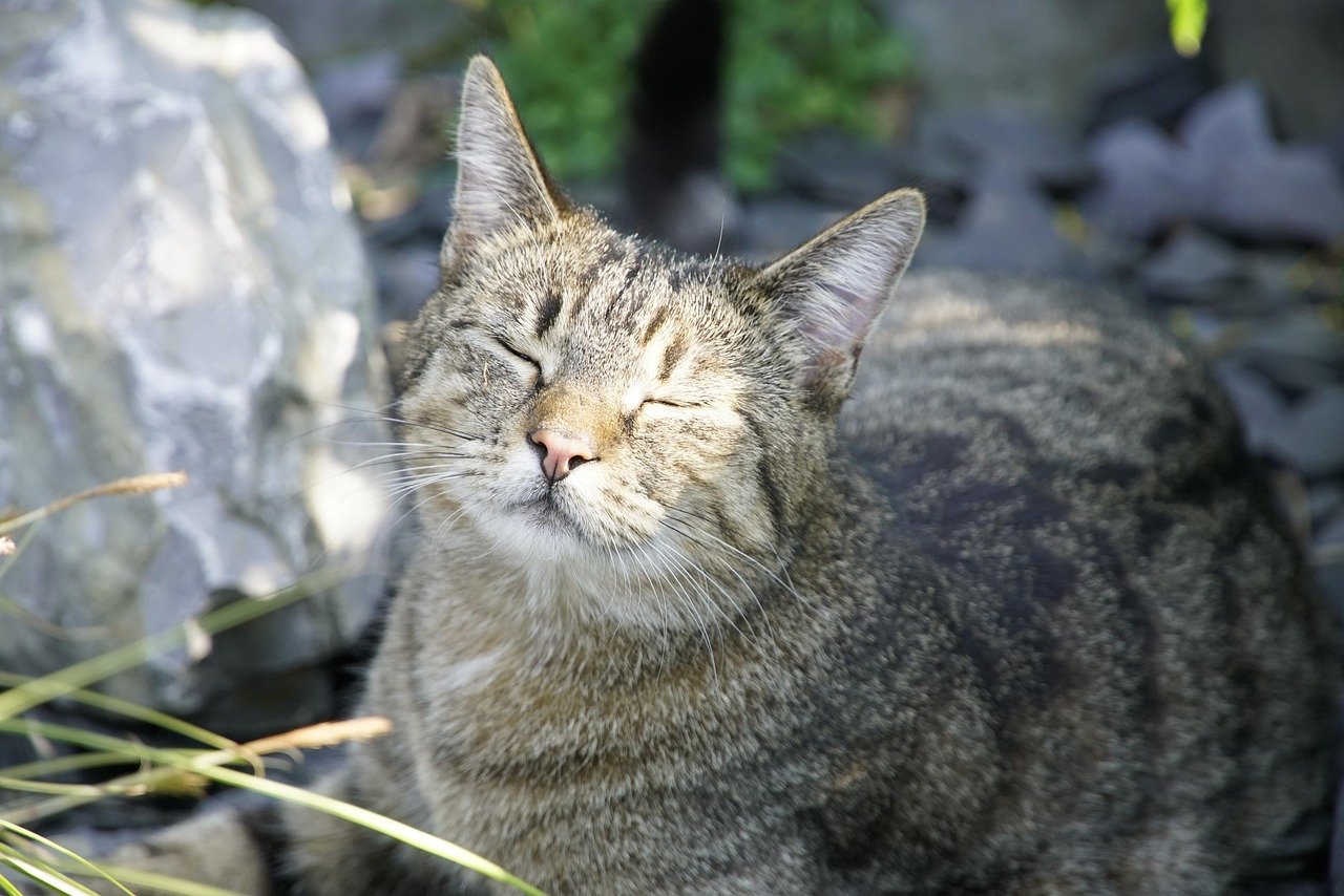 The Lap That Beckoned (image credits: pixabay)