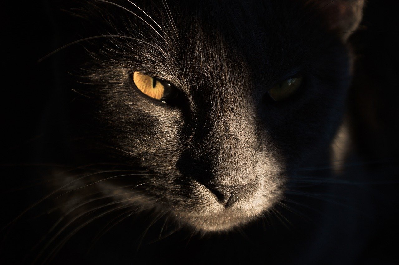 The Holiday Companion (image credits: pixabay)