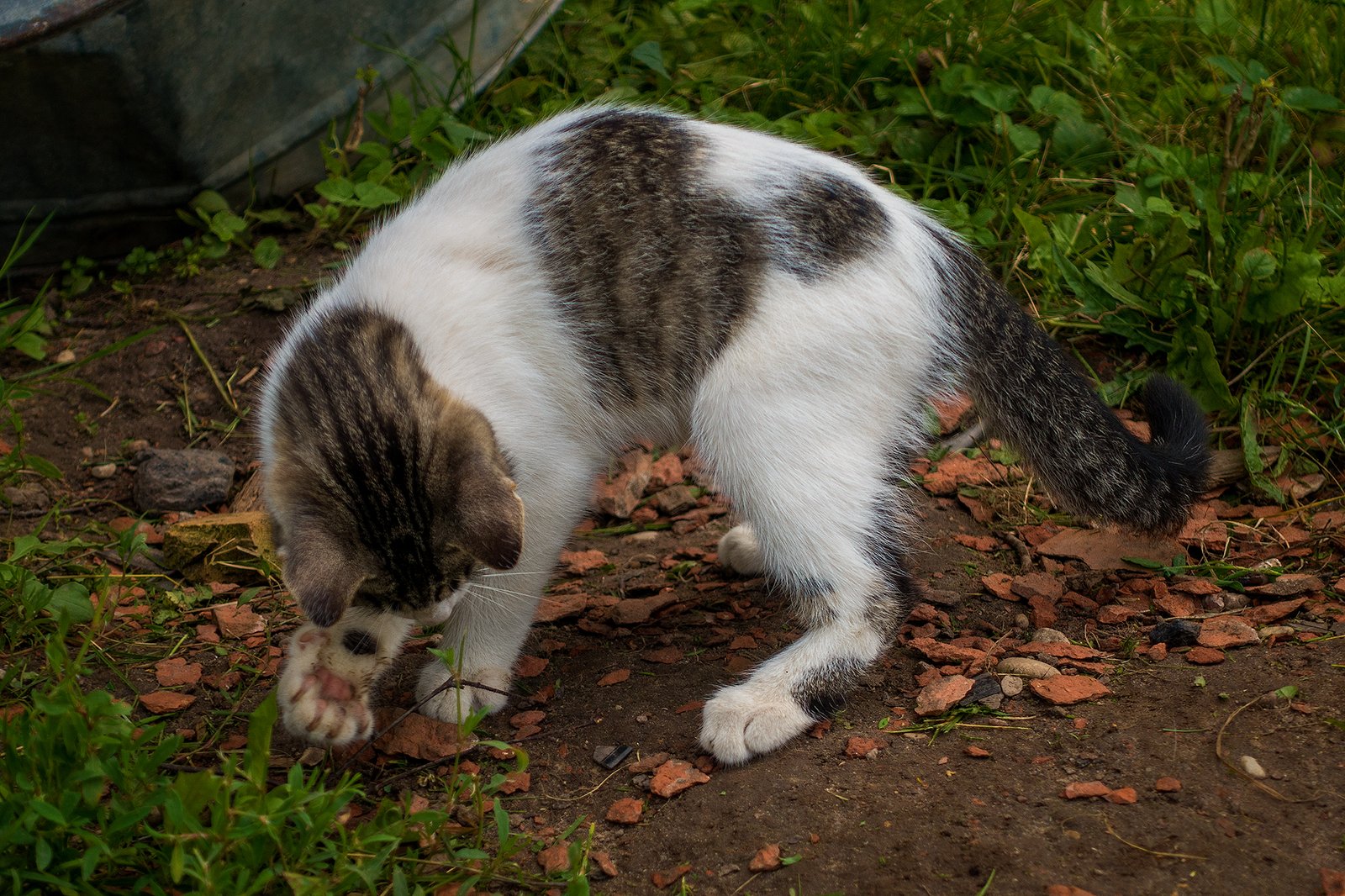 Finding a New Hiding Spot (image credits: wikimedia)