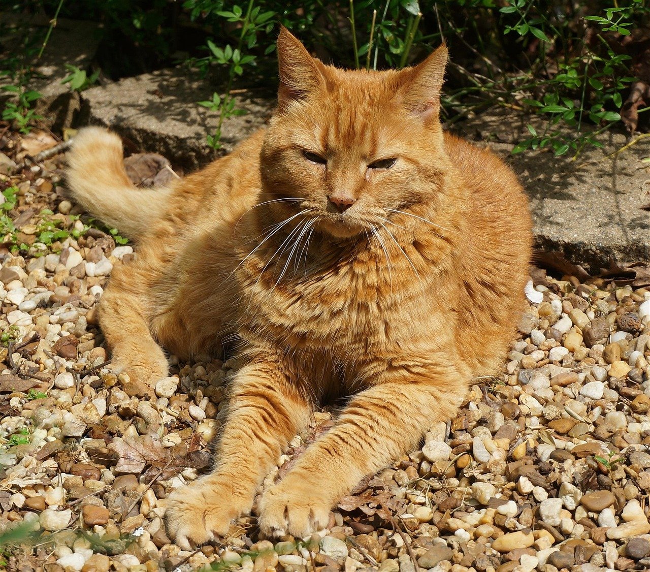 Sleeping in a Sunbeam (image credits: pixabay)