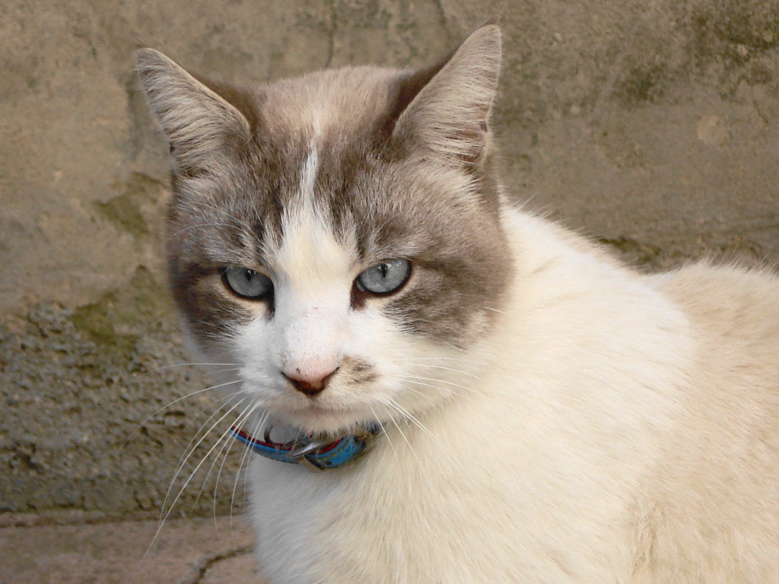 Case Studies: Cats Reuniting with Their Rescuers (image credits: wikimedia)