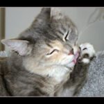 10 Signs You’re the Reason Your Cat Feels Safe