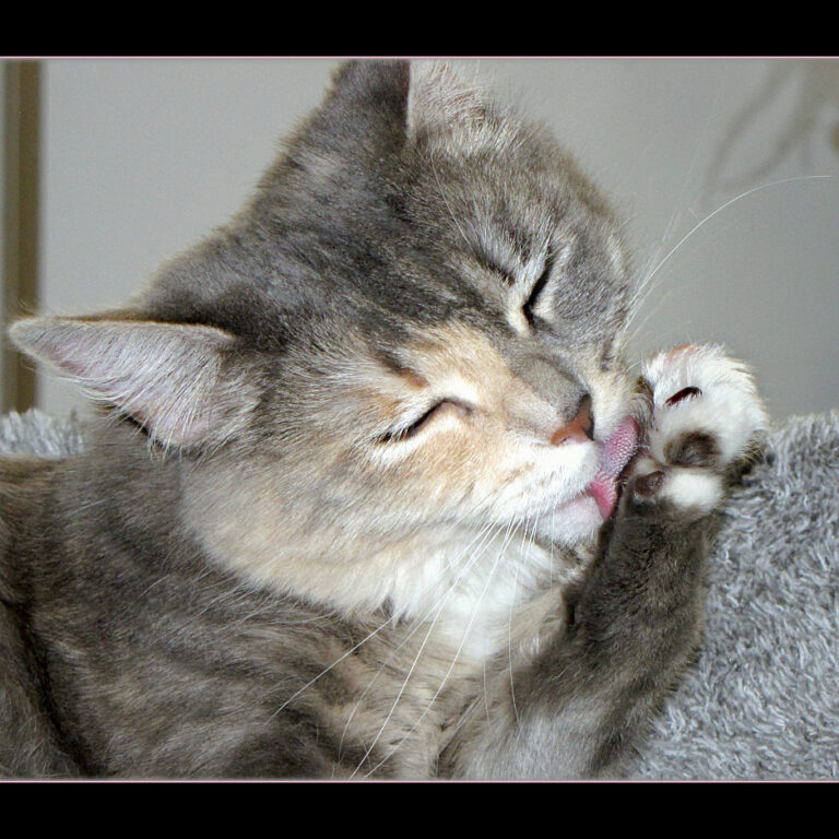 10 Signs You’re the Reason Your Cat Feels Safe