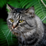 Why Some Cats Become Emotionally Distant Overnight