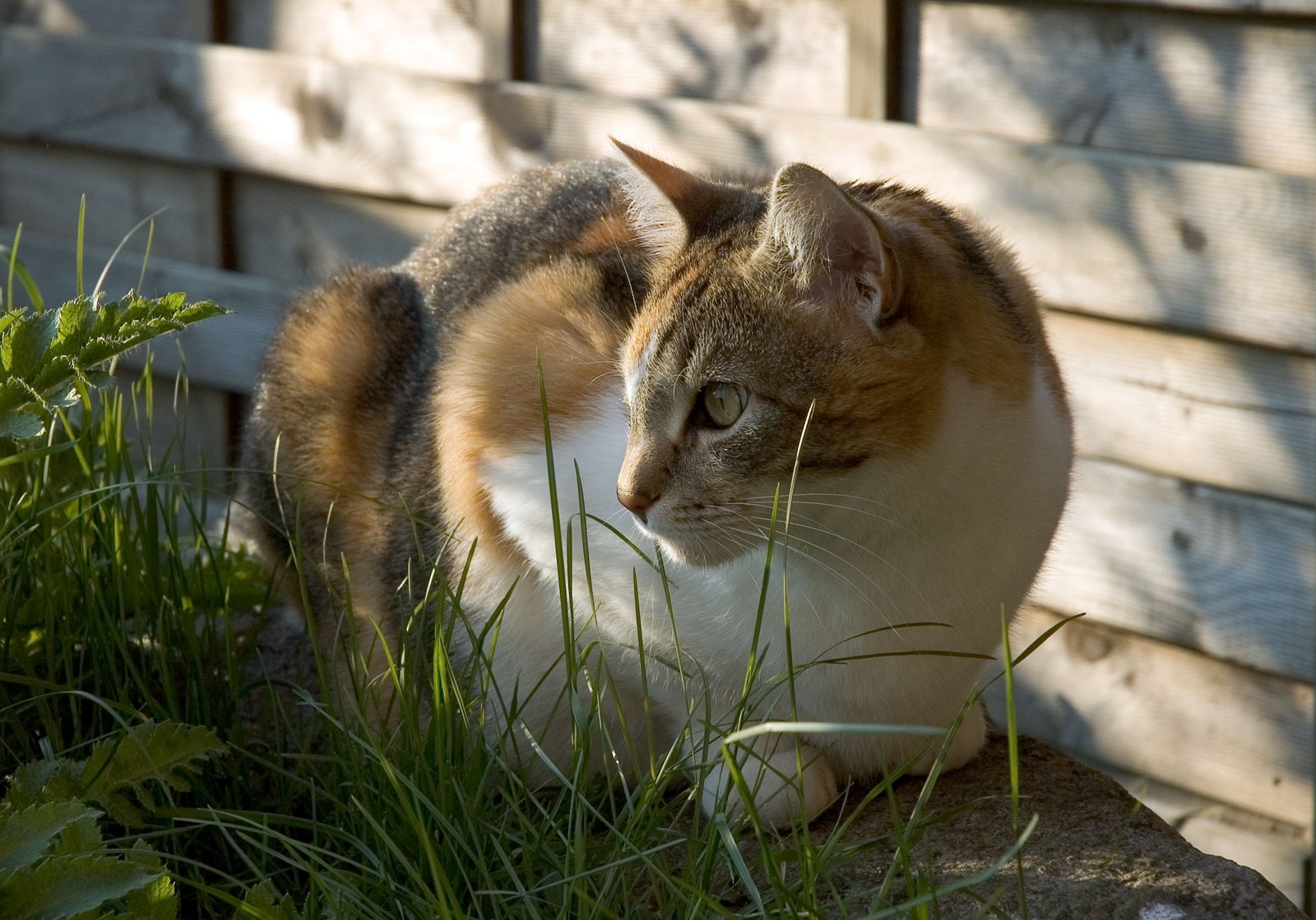 9. The Paw Tap (image credits: wikimedia)