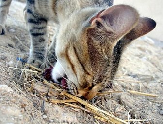 Mealtime Companionship (image credits: wikimedia)