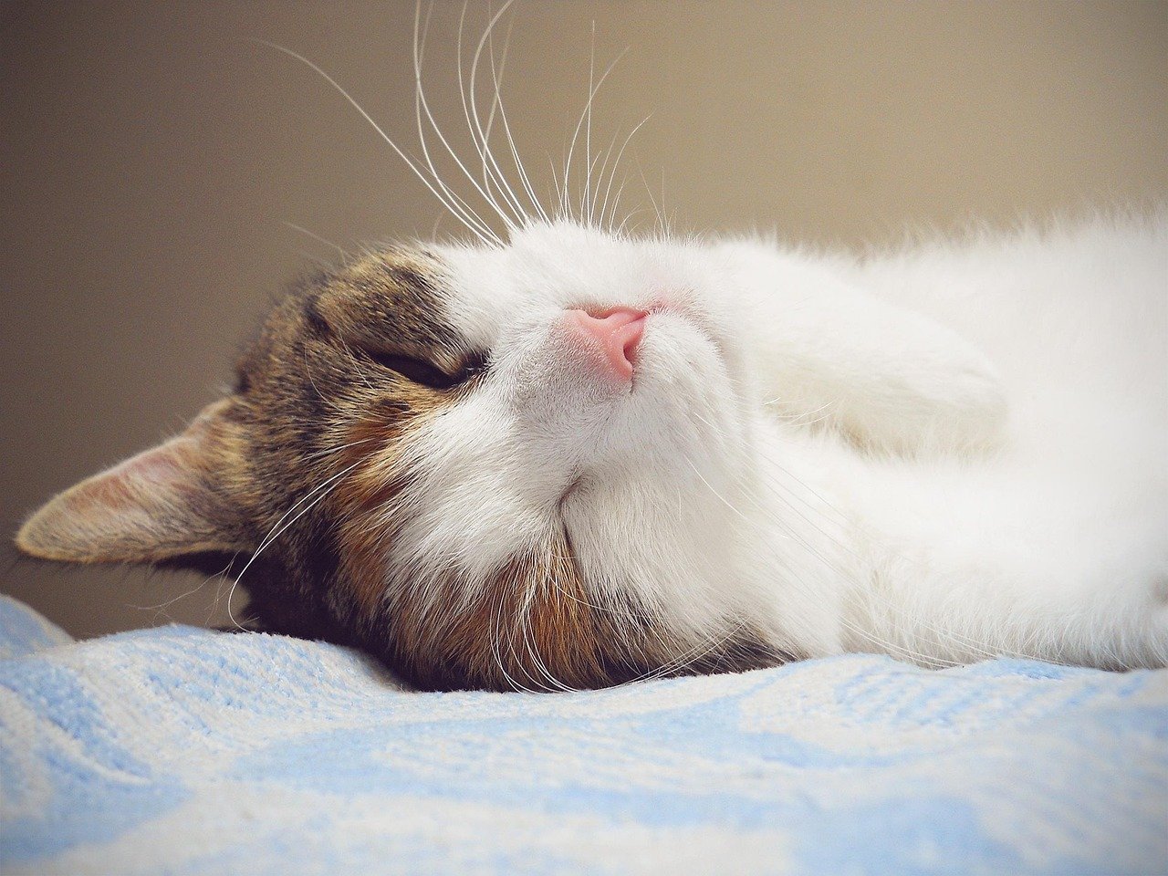 Seeking Lap Time: The Cozy Connection (image credits: pixabay)