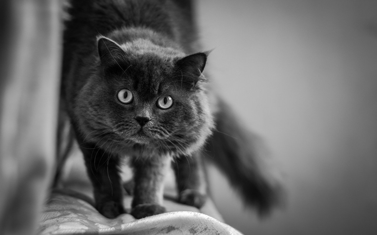 Sideways Glances: The Art of Observation (image credits: pixabay)