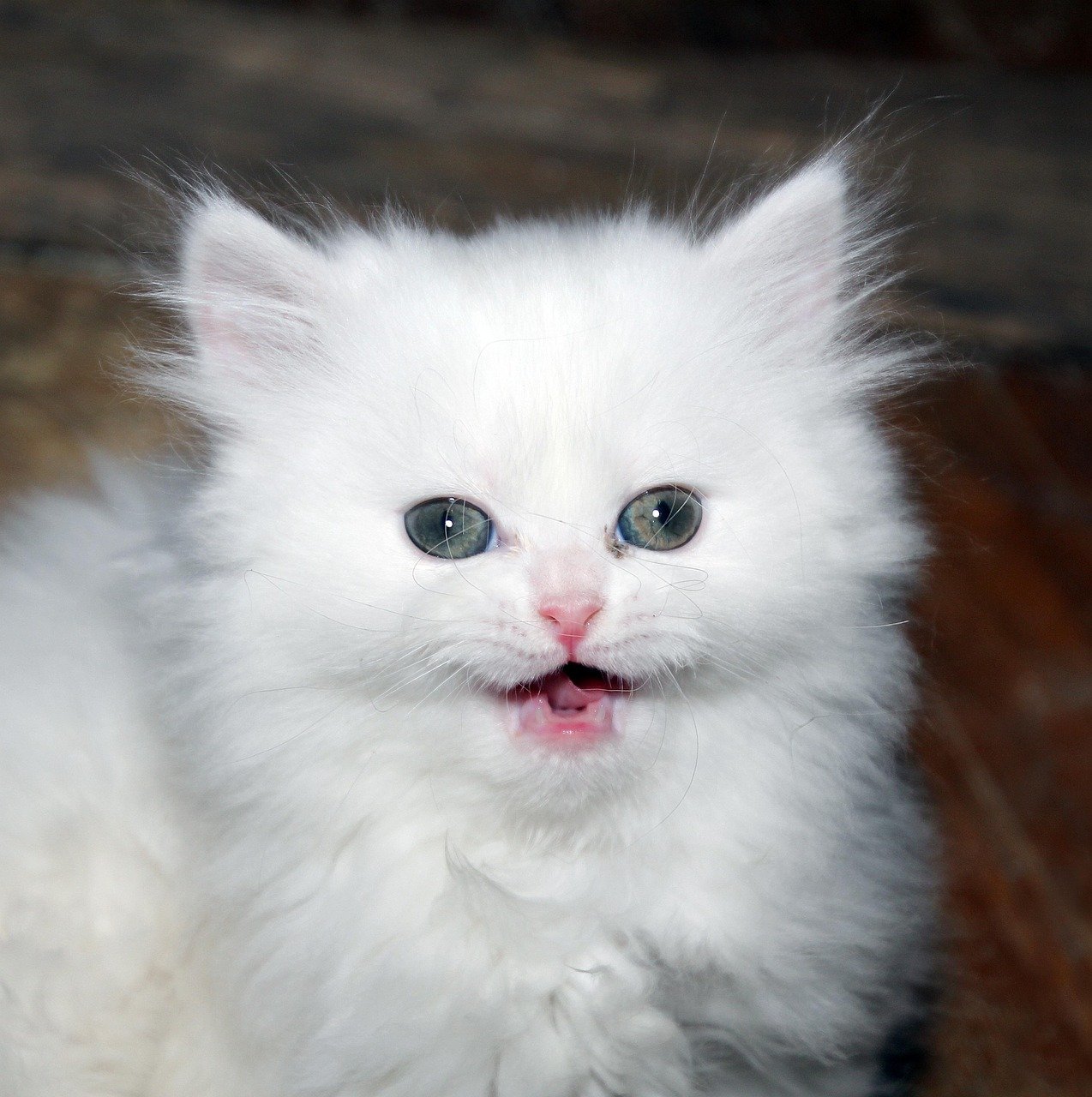 Persian: The Elegant Aristocrat (image credits: pixabay)