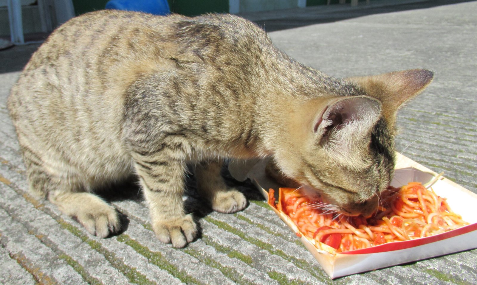 The Quiet Bond Between Cats and Humans (image credits: wikimedia)