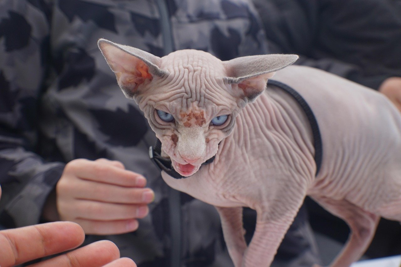 Sphynx: The Warmth Seekers (image credits: pixabay)