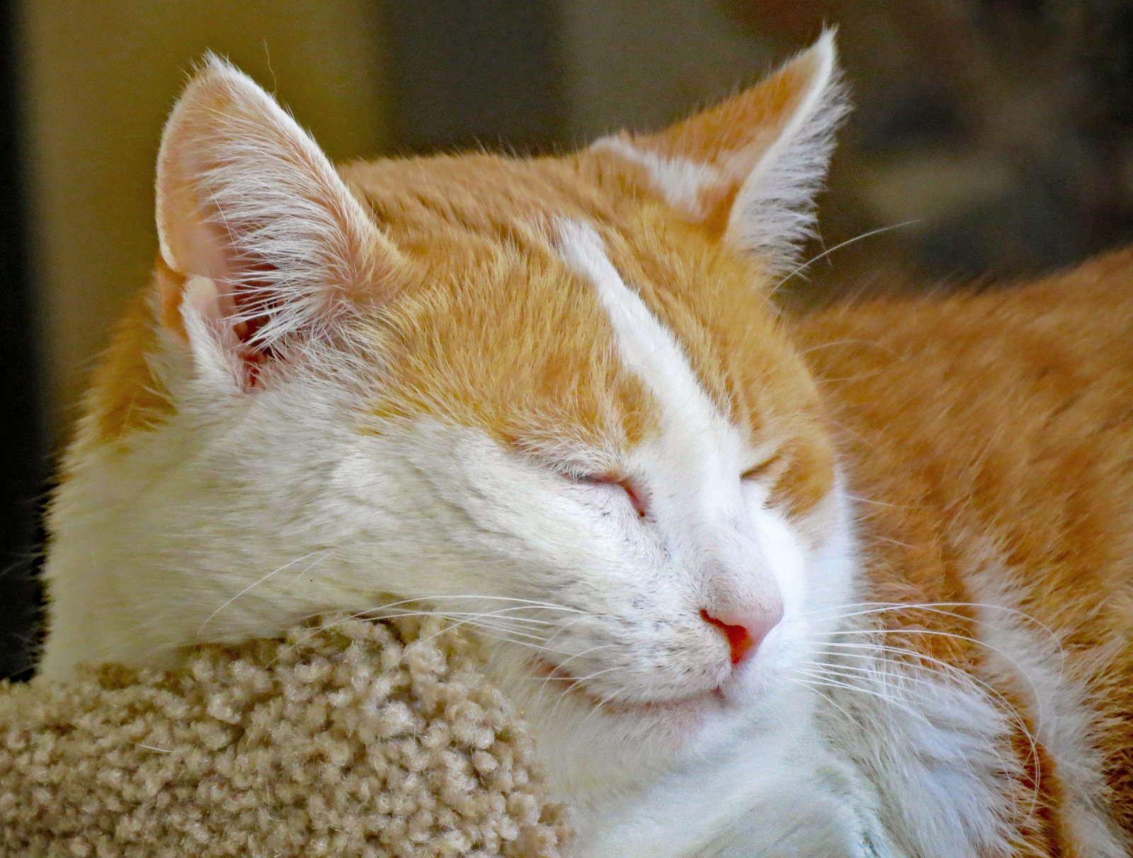 Allowing Alone Time (image credits: wikimedia)