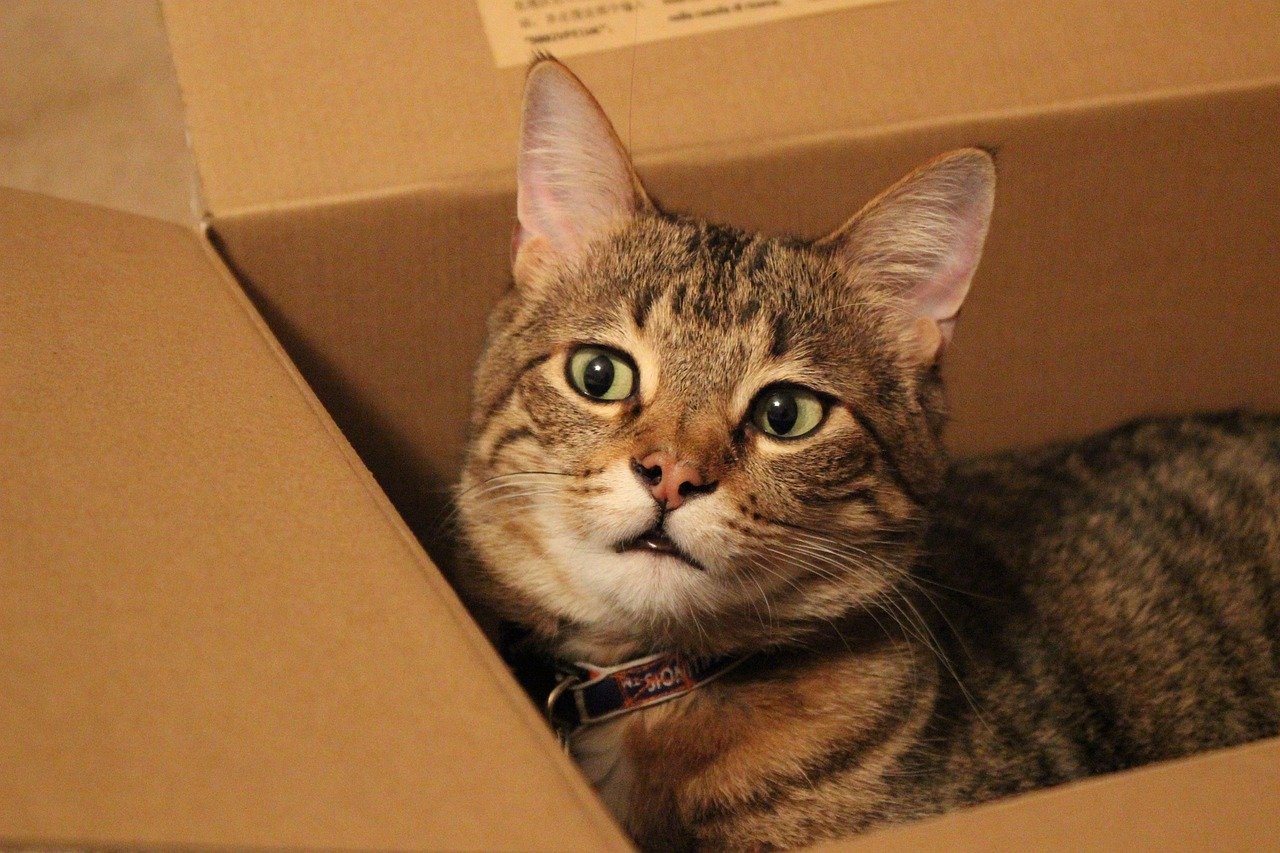Using the Litter Box Consistently (image credits: pixabay)