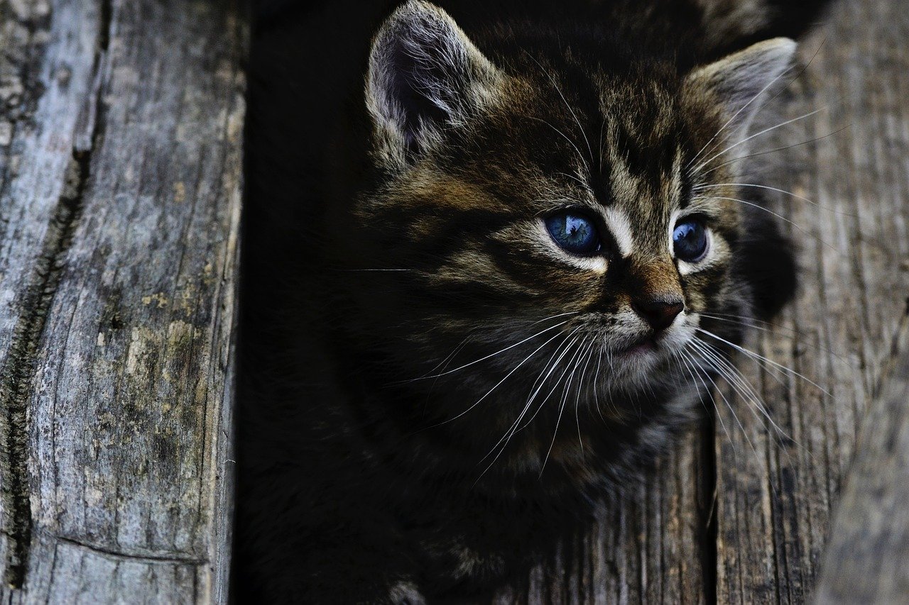 Affectionate Head Butts (image credits: pixabay)
