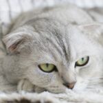 Scottish Fold: The Calm in the Chaos