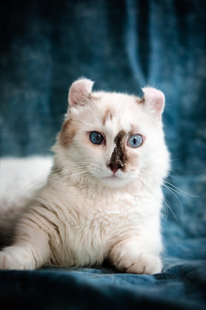 American Curl: The Playful Peacemaker (image credits: pixabay)