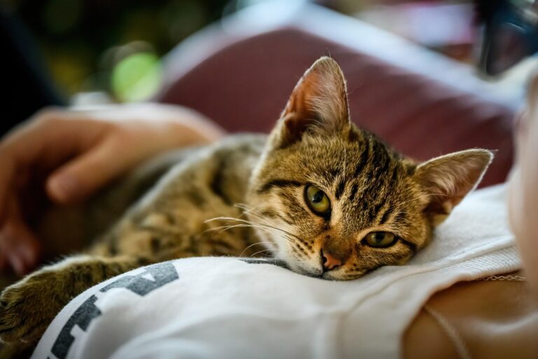 The Steadfast Shadow: Cat Follows Owner Around the House