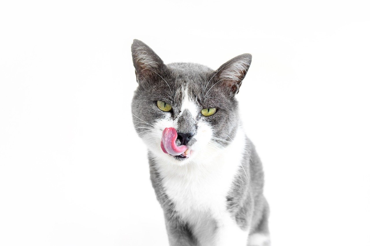 15. Licking Your Hands or Face (image credits: pixabay)
