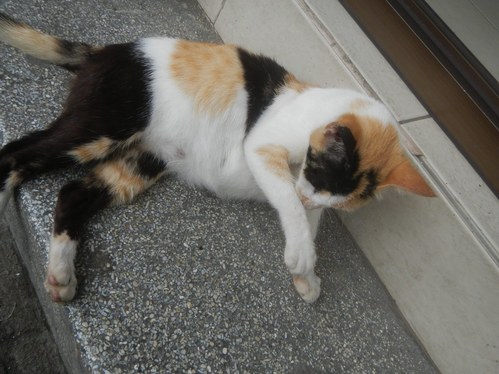 Grooming You or “Allogrooming” (image credits: wikimedia)