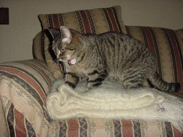 Kneading with Their Paws (image credits: wikimedia)