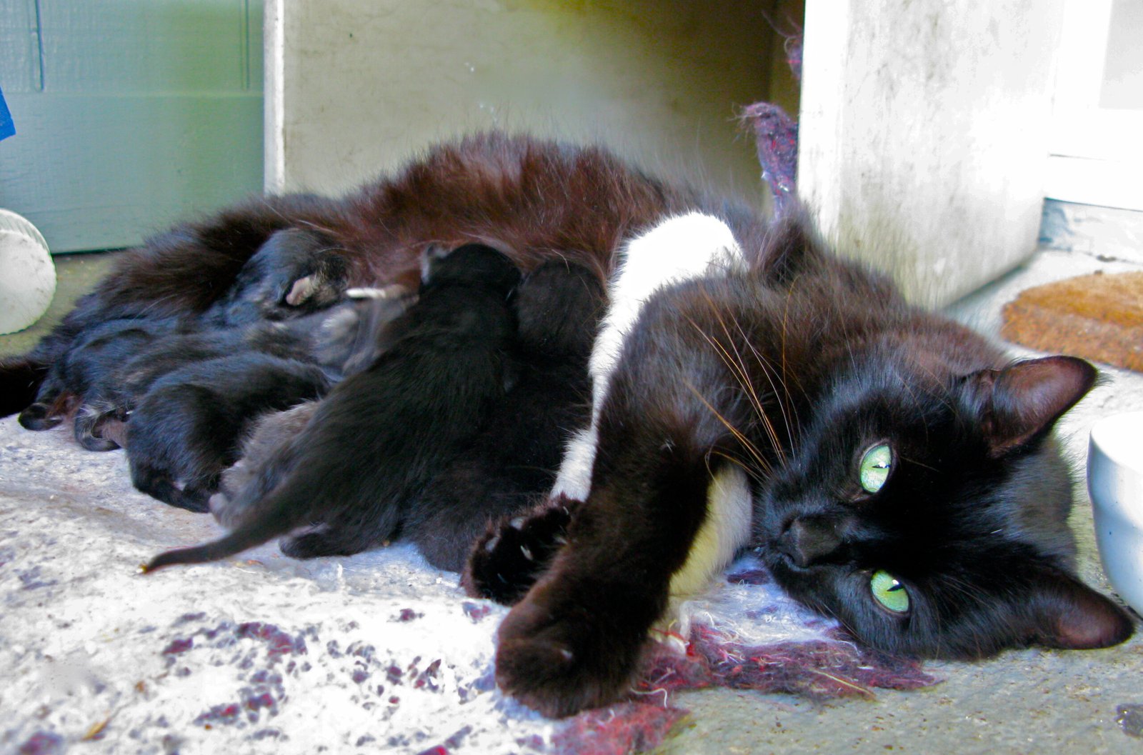Increased Kneading and Purring (image credits: wikimedia)