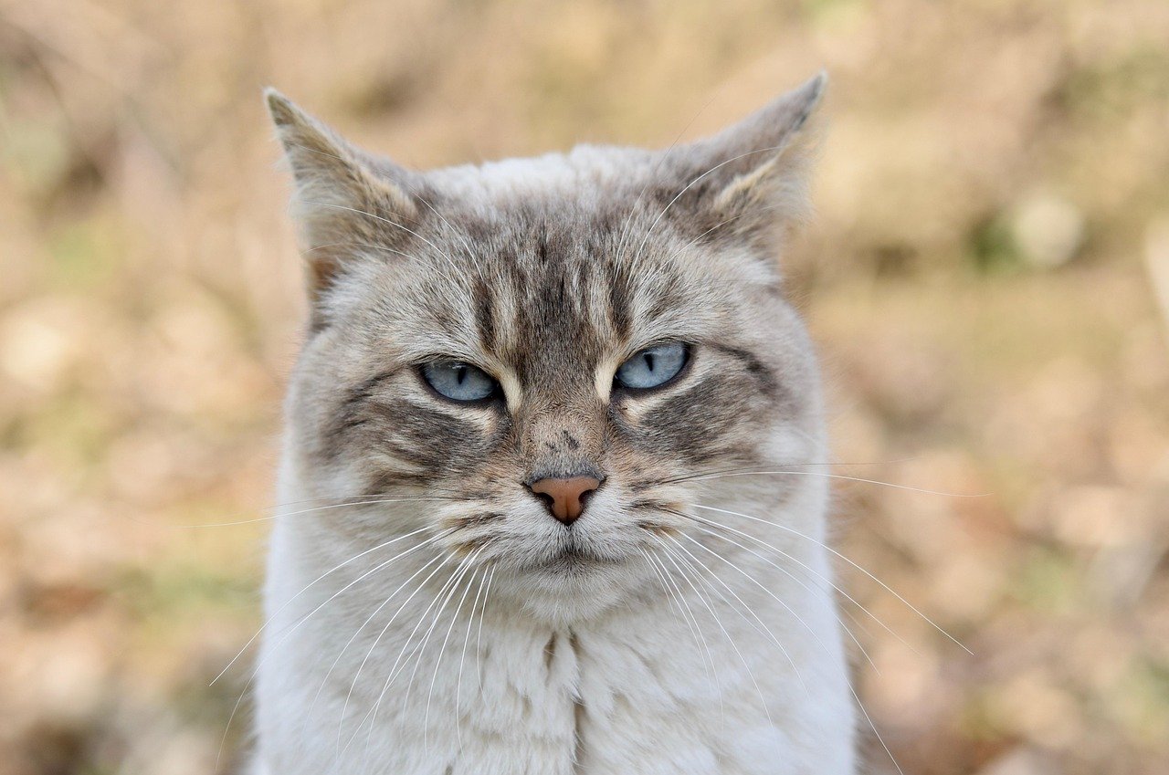 Creating Safe Spaces: Comfort Zones for Your Cat (image credits: pixabay)