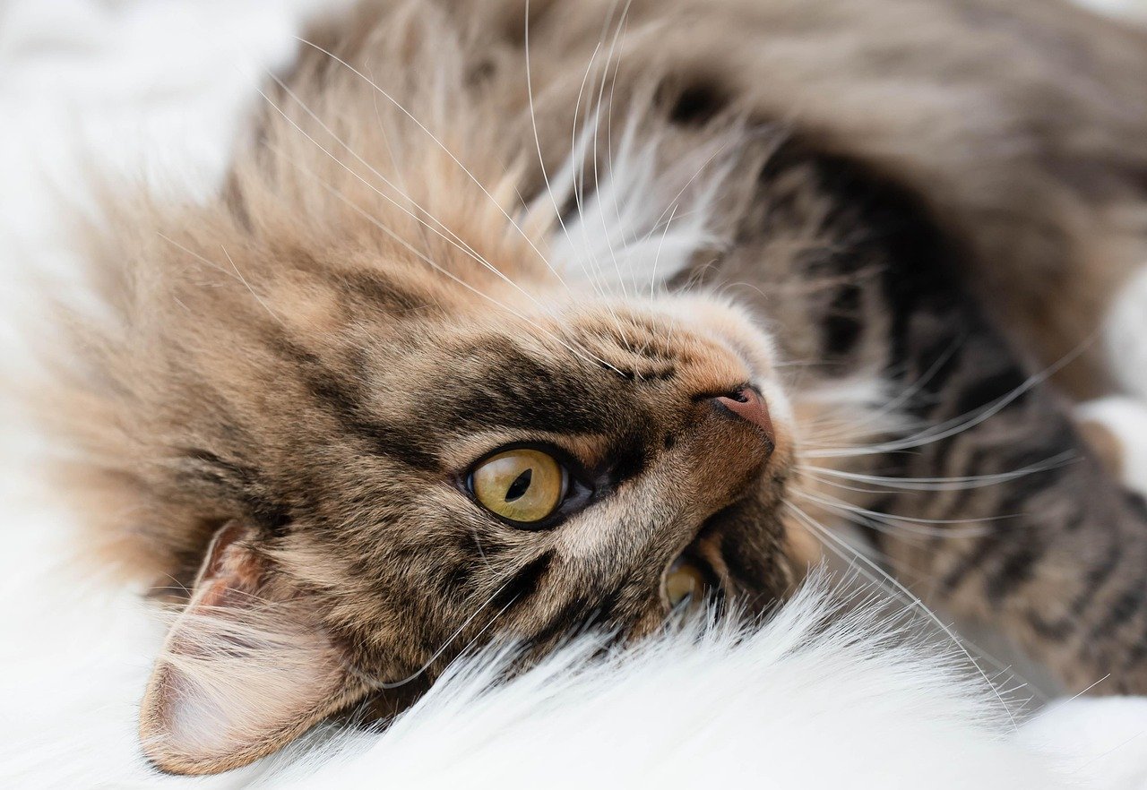 Offering Gentle Affection: The Right Touch at the Right Time (image credits: pixabay)