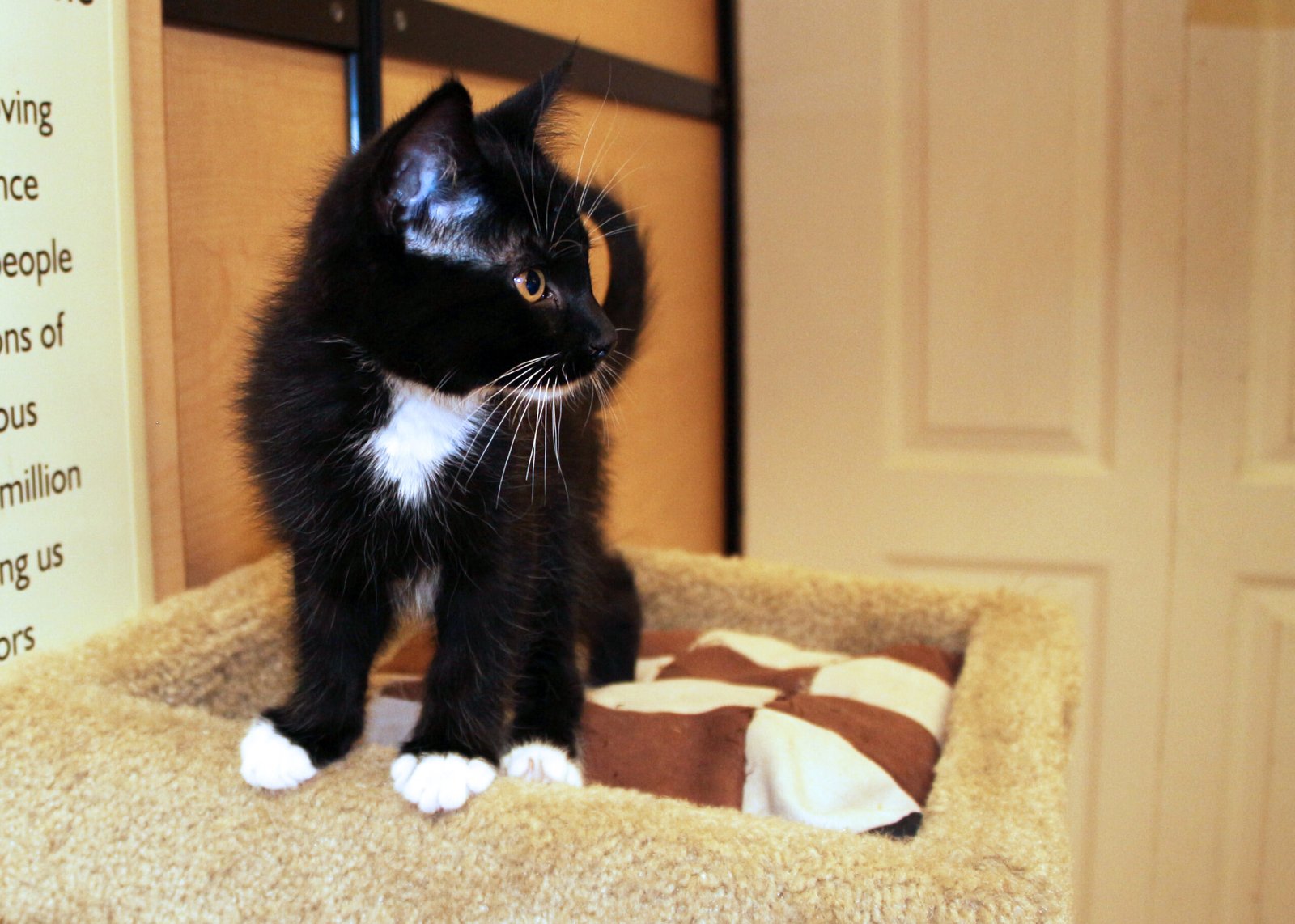 Supporting Positive Socialization: Encouraging Friendly Behavior (image credits: wikimedia)