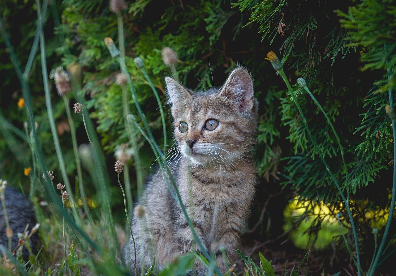 Strengthening the Human-Cat Bond: A Relationship That Transforms (image credits: pixabay)