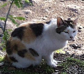 Japanese Bobtail: The Reserved Traditionalist (image credits: wikimedia)