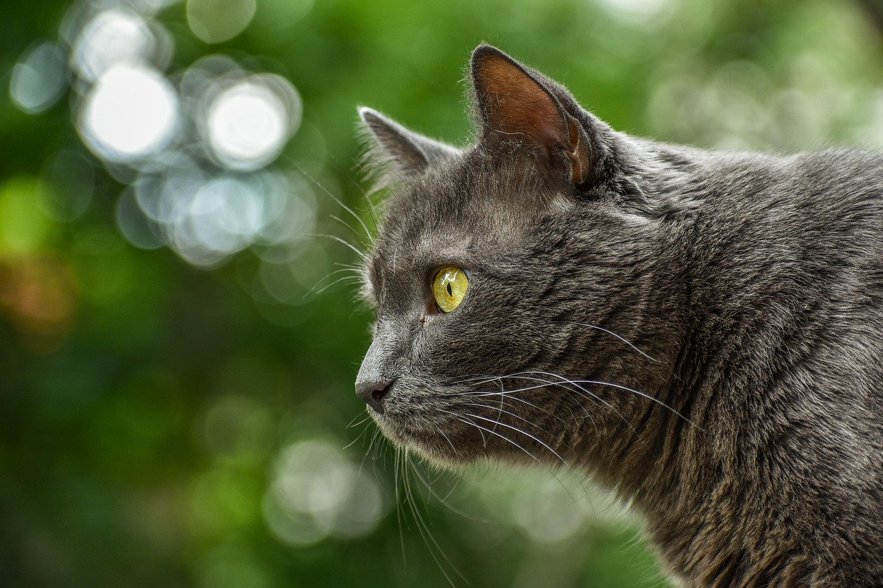 Chartreux: The Gentle Ghost (image credits: pixabay)