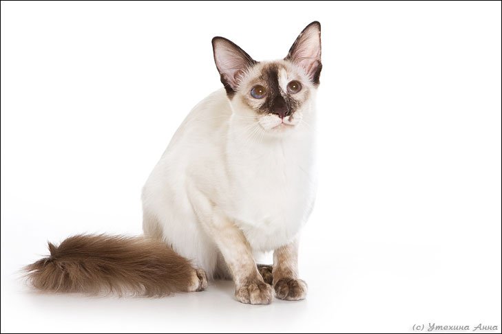 Balinese: Intelligent and Affectionate (image credits: wikimedia)