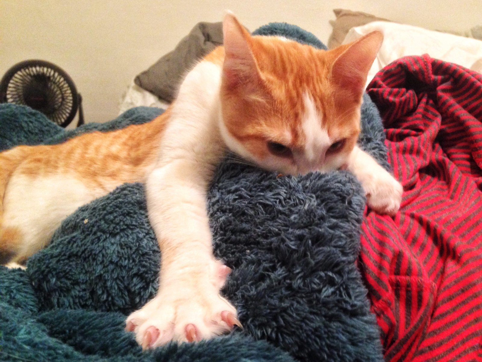 Kneading: A Sign of Affection or Habit? (image credits: wikimedia)